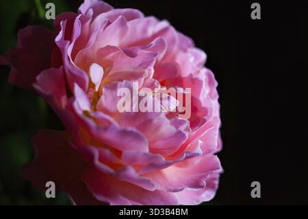 Rose rose délicate en pleine floraison, photographiée en basse lumière avec un fond sombre contrasté Banque D'Images