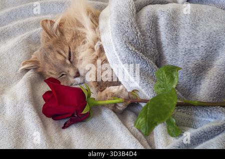 Un chat beige moelleux dort sous une couverture grise, et une rose rouge se trouve à proximité. Un chat avec les yeux couverts. Mise au point sélective Banque D'Images