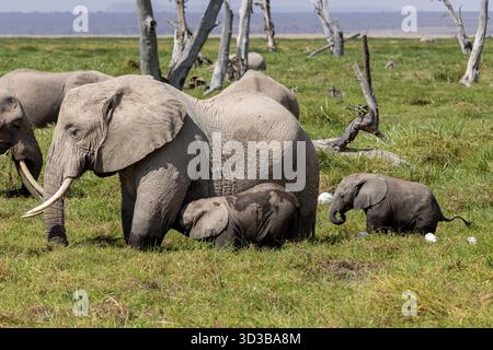 Vache africaine éléphant de Bush allaitant son veau avec un troupeau à proximité dans le parc national d'Amboseli Kenya Banque D'Images