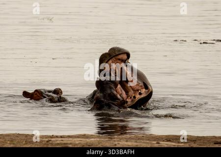 Hippopotame taureau dans une exposition de menace avec la bouche grande ouverte dans l'eau du parc national d'Amboseli Kenya Banque D'Images