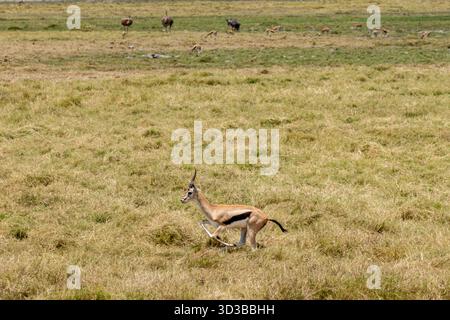 La Gazelle de Thomson traverse les plaines sèches de savane dans le parc national d'Amboseli au Kenya Banque D'Images