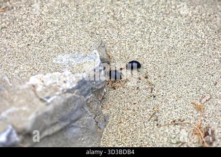 Petits coléoptères noirs sur la plage, île de Tinos, le groupe d'îles des Cyclades, Grèce, Europe, UE. Prise 2025 Banque D'Images