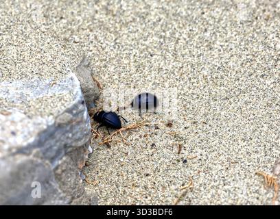 Petits coléoptères noirs sur la plage, île de Tinos, le groupe d'îles des Cyclades, Grèce, Europe, UE. Prise 2025 Banque D'Images