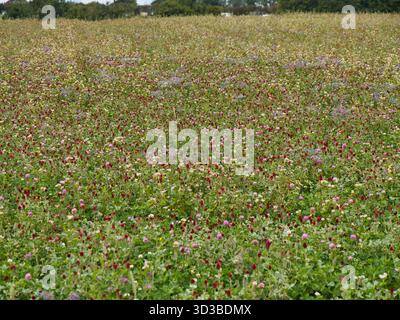 Un tapis lumineux de fleurs sauvages remplit un pré dans le Somerset, Royaume-Uni, capturé à midi début septembre avec une douce lumière nuageuse et une sensation naturelle et organique. Banque D'Images