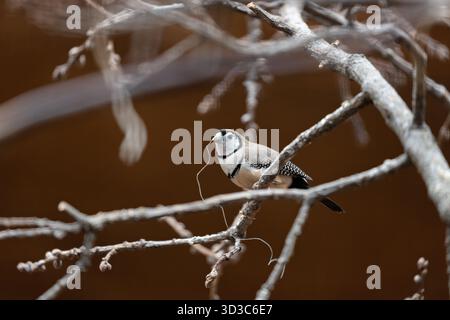 Un petit finch avec un visage blanc encadré de noir, deux bandes de poitrine distinctes et des parties supérieures brunes, photographié dans les bois herbeux secs d'Australie ; se nourrit Banque D'Images