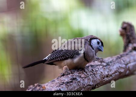Un petit finch avec un visage blanc encadré de noir, deux bandes de poitrine distinctes et des parties supérieures brunes, photographié dans les bois herbeux secs d'Australie ; se nourrit Banque D'Images