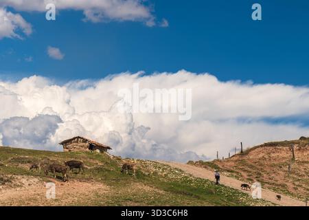 Berger marchant parmi les bovins de pâturage près d'une maison traditionnelle en adobe dans les hautes terres de Huancayo, Pérou. Banque D'Images