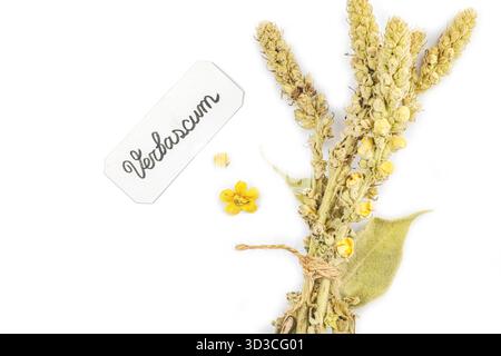 Fleurs séchées Verbascum thapsus isolées sur fond blanc. Plante à base de plantes pour la médecine naturelle alternative et le concept d'apothicaire, vue de dessus Banque D'Images