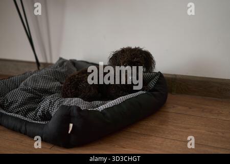 Un adorable et extrêmement mignon chien brun se relaxant confortablement dans son lit confortable et chaud Banque D'Images