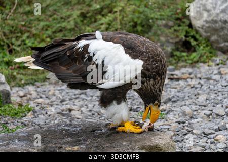 Aigle de Steller (Haliaeetus pelagicus) mangeant un poisson Banque D'Images