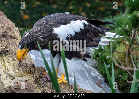 Aigle de Steller (Haliaeetus pelagicus) mangeant un poisson Banque D'Images