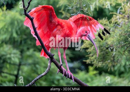 Scarlet ibis (Eudocimus ruber) sur une branche Banque D'Images