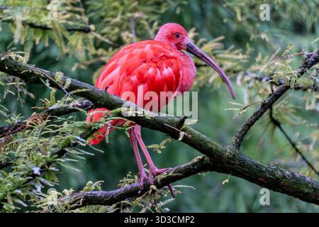 Scarlet ibis (Eudocimus ruber) sur une branche Banque D'Images