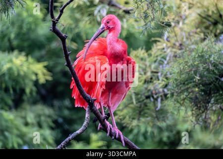 Scarlet ibis (Eudocimus ruber) sur une branche Banque D'Images