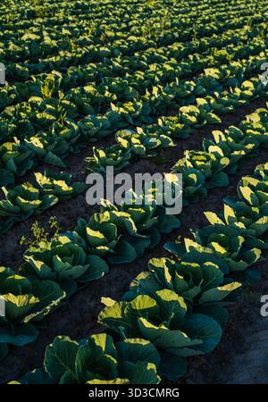 Plantes de chou blanc poussant en rangées sur un champ agricole fertile Banque D'Images