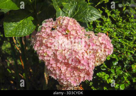 Hortensia rose pastel en forme de coeur fleurissent avec des feuilles vertes luxuriantes à la lumière douce du soleil. Fond de nature romantique pour les concepts d'amour et de célébration. Banque D'Images