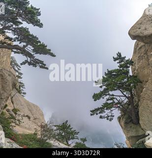 Les pins qui poussent sur le précipice de l'inspirant, sacré et la montagne Huashan majestueux, de célèbres attractions touristiques, dans la province du Shaanxi, Chine Banque D'Images