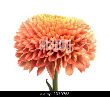 Fleur unique de chrysanthème de pompon de couleur cuivre isolée sur fond blanc Banque D'Images