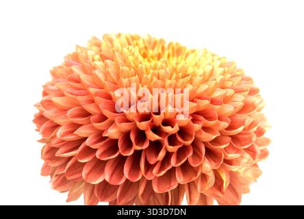 Fleur unique de chrysanthème de pompon de couleur cuivre isolée sur fond blanc Banque D'Images