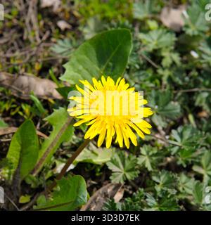 Une floraison de pissenlits jaunes et brillante est capturée en gros plan sur un fond naturel et flou d'herbe verte et de sol. Banque D'Images