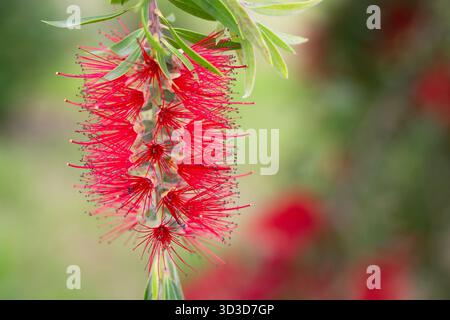 Blooming Callistemon macro (Callistemon citrinus, pinceaux de bouteille). Un buisson avec des fleurs rouges Banque D'Images