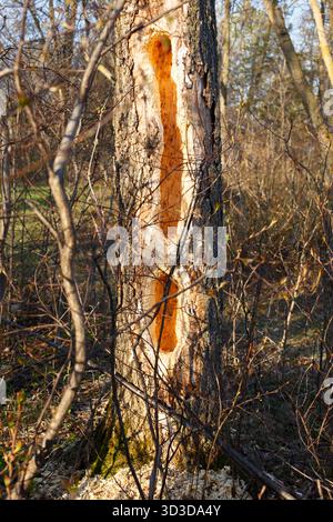 Grands trous de pic-bois pilé dans un orme mort. Minnesota du Nord, États-Unis. Banque D'Images
