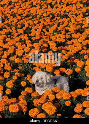 Chien caniche blanc se relaxant au champ Cempasúchil Banque D'Images