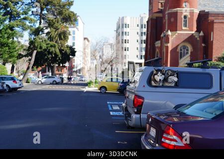 Deux chiens Husky regardant depuis un véhicule à San Francisco Banque D'Images