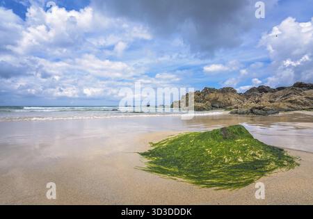 Les algues vertes et les algues couvrant gros rocher sur la plage près de St Ives, Cornwall, England, UK Banque D'Images