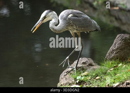 Jardins Koishikawa Korakuen. Tokyo, Japon Banque D'Images