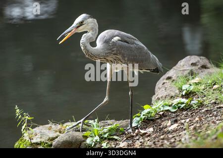 Jardins Koishikawa Korakuen. Tokyo, Japon Banque D'Images