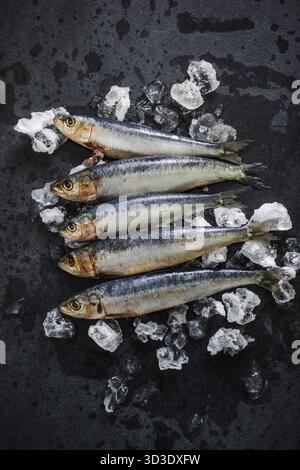 Poisson entier frais sur glaçons Banque D'Images