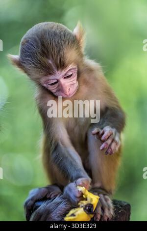 Mignon petit singe tenant un morceau de fruit à manger, Ten Mile Gallery Monkey Forest, parc national de Zhangjiajie, Chine Banque D'Images