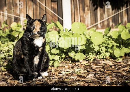 Chat noir et gingembre Tortoiseshell assis dans le jardin une matinée ensoleillée Banque D'Images
