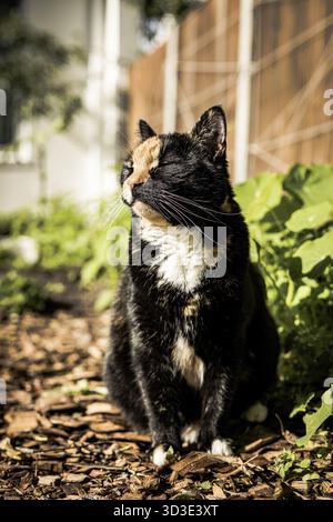 Chat noir et gingembre Tortoiseshell assis dans le jardin une matinée ensoleillée Banque D'Images