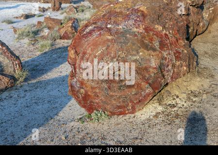 Arbres pétrifiés. Parc national Petrified Forest, Arizona, États-Unis Banque D'Images