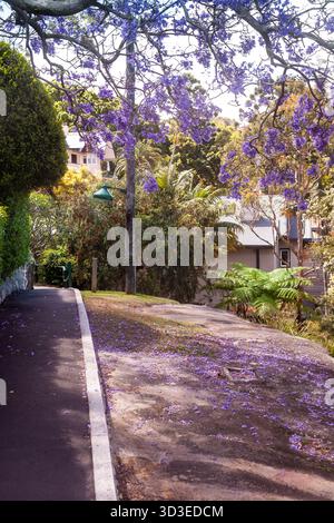 Sydney, Australie. Vendredi 5 octobre 2021. Une rue Mosman avec des arbres Jacaranda et des pétales violets au sol. Banque D'Images