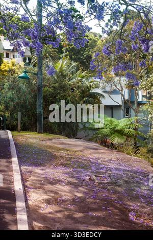 Sydney, Australie. Vendredi 5 octobre 2021. Une rue Mosman avec des arbres Jacaranda et des pétales violets au sol. Banque D'Images