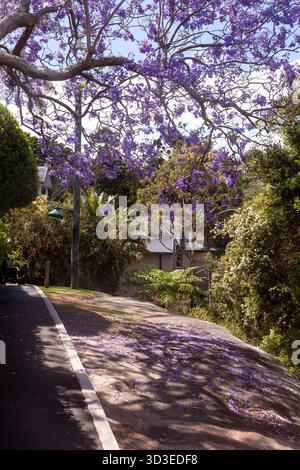 Sydney, Australie. Vendredi 5 octobre 2021. Une rue Mosman avec des arbres Jacaranda et des pétales violets au sol. Banque D'Images