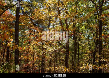 Scènes d'automne sur les sentiers de la Highway 311, y compris la piste Appalachian Trail dans le comté de Roanoke, Virginie Banque D'Images