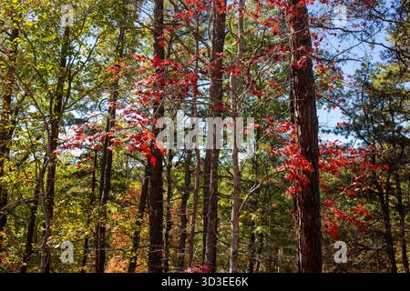 Scènes d'automne sur les sentiers de la Highway 311, y compris la piste Appalachian Trail dans le comté de Roanoke, Virginie Banque D'Images