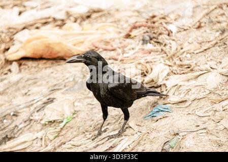 Black Crow se dresse sur un sol jonché dans une scène extérieure rude de de la faune et des débris urbains Banque D'Images