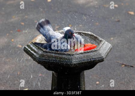 Pigeon commun (Columba Livia) prenant un bain dans une fontaine d'eau dans une aire de jeux à New York. Banque D'Images