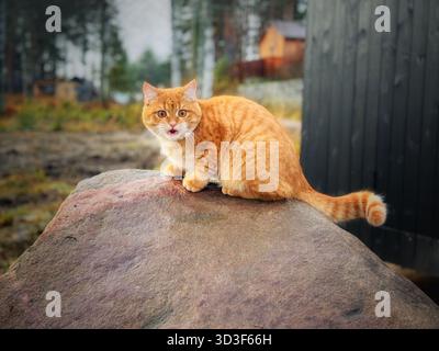 chat tabby de gingembre furieux assis sur le grand rocher près de la maison de campagne Banque D'Images