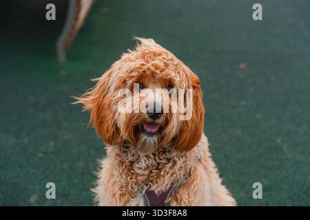 Un chien brun Labradoodle ou Cavapoo aux cheveux bouclés sur le terrain de dressage des chiens en plein air. La race du chien est un croisement entre un caniche. Banque D'Images