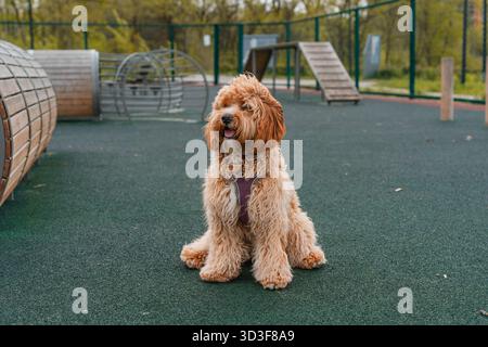 Un chien brun Labradoodle ou Cavapoo aux cheveux bouclés sur le terrain de dressage des chiens en plein air. La race du chien est un croisement entre un caniche. Banque D'Images