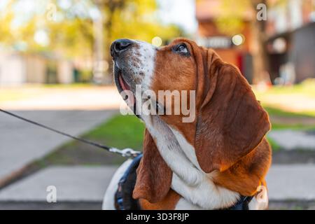 Le chien Basset Hound est une race qui se promène en été. Banque D'Images