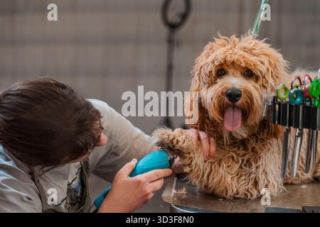 Chien brun aux cheveux bouclés de race Labradoodle ou Cavapoo dans un salon de toilettage. La race du chien est un croisement entre un caniche. Banque D'Images