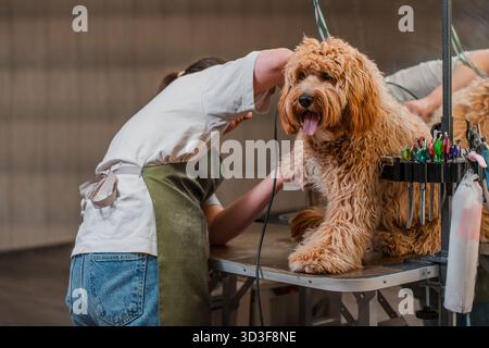 Chien brun aux cheveux bouclés de race Labradoodle ou Cavapoo dans un salon de toilettage. La race du chien est un croisement entre un caniche. Banque D'Images