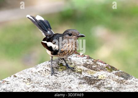 Petit oiseau rouge-gorge oriental perché sur Mossy Rock dans un cadre naturel extérieur, curieux et alerte Banque D'Images